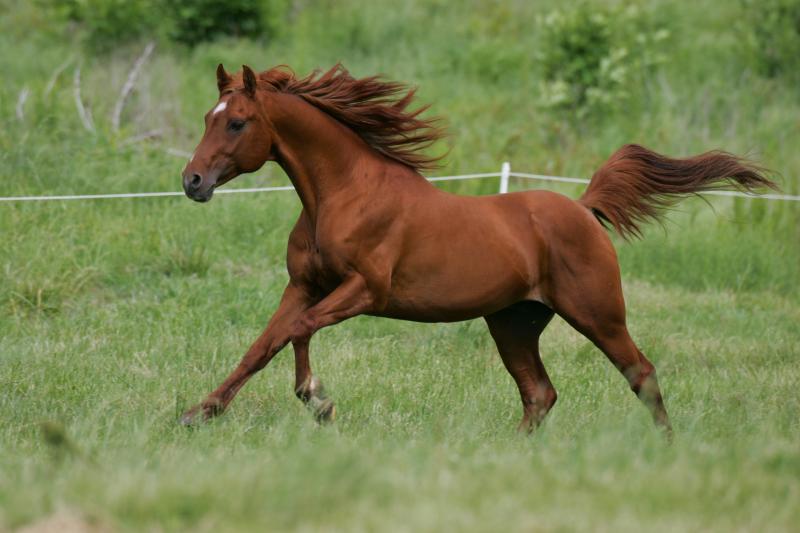 SENIOR STALLION: CAVU PARAGON